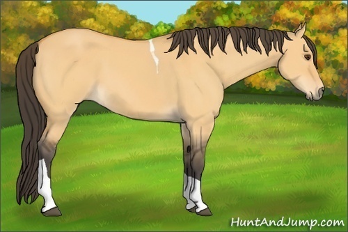 Horse Color:Buckskin Dun Tobiano