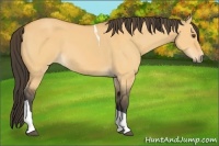 Horse Color:Buckskin Dun Tobiano 