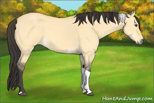 Horse Color:Buckskin Dun Tobiano