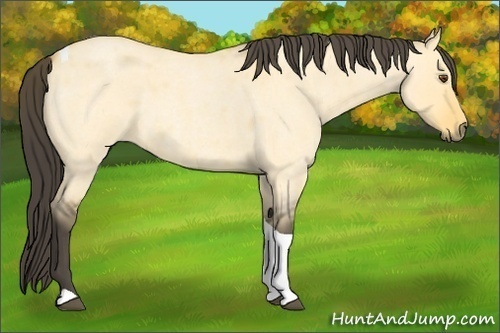 Horse Color:Buckskin Roan Dun Tobiano