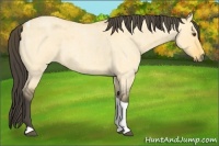 Horse Color:Buckskin Roan Dun Tobiano 