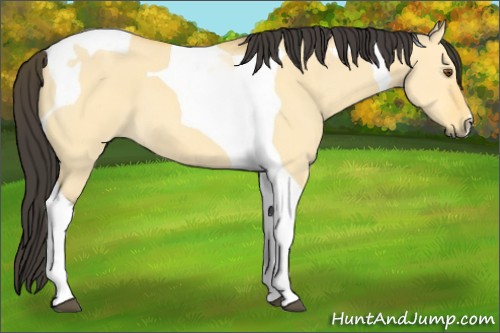 Horse Color:Buckskin Dun Tobiano