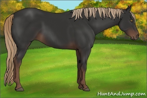 Horse Color:Liver Chestnut 