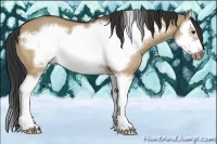 Horse Color:Bay Dun Splash Frame 