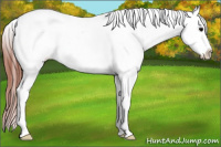 Horse Color:Brown Appaloosa 