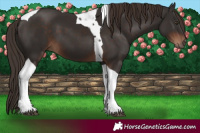 Horse Color:Liver Chestnut Tobiano 