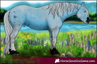 Horse Color:ERROR: UNKNOWN ANOMALY