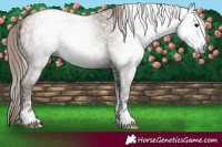 Horse Color:Gray Blue Onyx Ice Pearl 