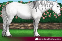 Horse Color:Gray White Spotted Blue Onyx Ice Appaloosa