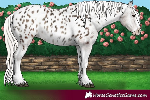 Horse Color:Silver Blue Onyx Ice Tobiano Appaloosa 
