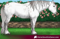 Horse Color:Gray Brown Ice Pearl Onyx Near Leopard 