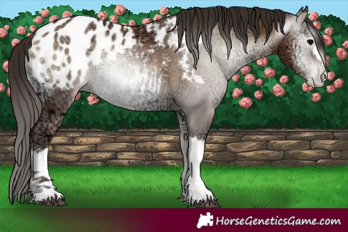 Horse Color:Gray Blue Onyx Ice Pearl Appaloosa 