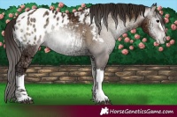 Horse Color:Gray Blue Onyx Ice Pearl Appaloosa 