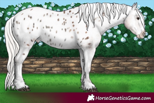 Horse Color:Silver Brown Ice Pearl Onyx Appaloosa 