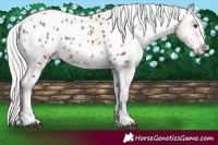 Horse Color:Silver Brown Ice Pearl Onyx Appaloosa