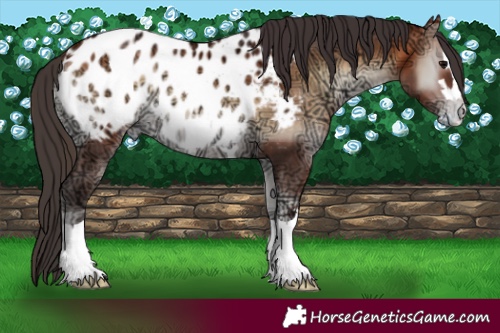 Horse Color:Bay Ice Onyx Appaloosa 