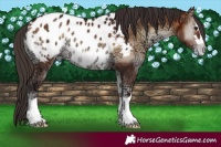Horse Color:Bay Ice Onyx Appaloosa 