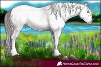 Horse Color:Gray Blue Onyx Ice Pearl Sabino Blanket Rabicano
