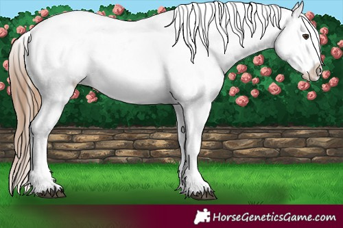 Horse Color:Red Onyx Ice Pearl Appaloosa 