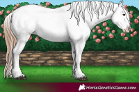 Horse Color:Red Onyx Ice Pearl Appaloosa 