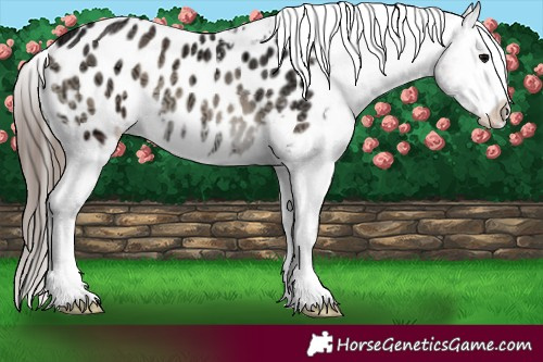 Horse Color:Blue Onyx Ice Appaloosa 