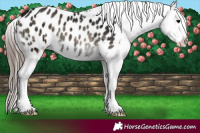 Horse Color:Blue Onyx Ice Appaloosa