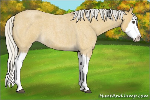Horse Color:Silver Buckskin Roan Splash