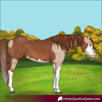 Horse Color:Red Dun Splash and Chestnut Splash