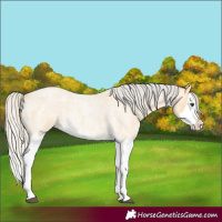 Horse Color:Silver Buckskin Roan Splash 