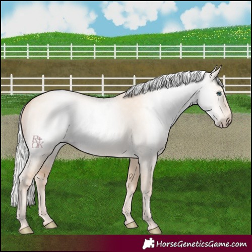 Horse Color:Gray Silver Perlino Dun 