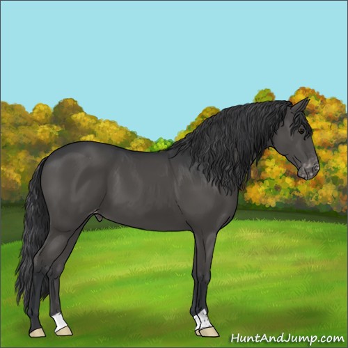 Horse Color:Black Appaloosa 