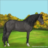 Horse Color:Black Appaloosa