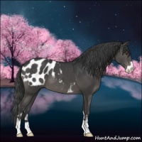 Horse Color:Black Sabino Blanket 