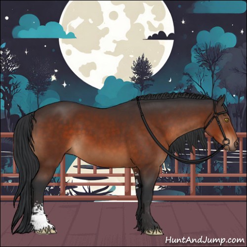 Horse Color:Bay Sabino 