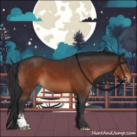 Horse Color:Bay Sabino 