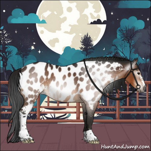 Horse Color:Gray Bay Sabino Appaloosa 