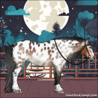 Horse Color:Gray Bay Sabino Appaloosa 