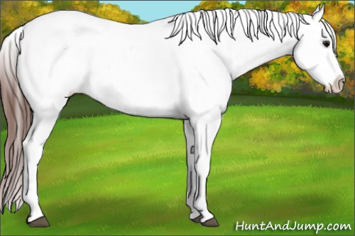 Horse Color:Bay Snowcap