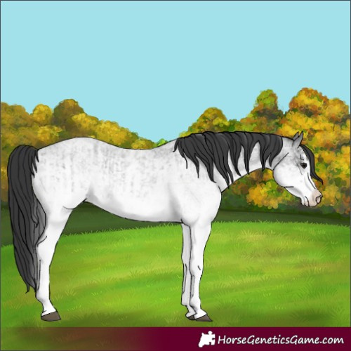 Horse Color:White Spotted Blue Roan Rabicano  and White Spotted Blue Roan Rabicano 