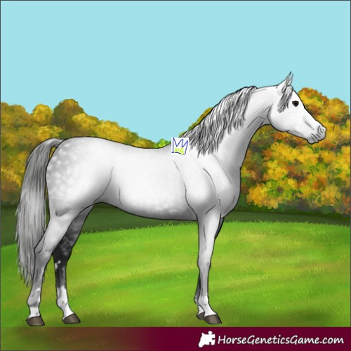 Horse Color:Gray Black 