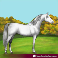Horse Color:Gray Black 