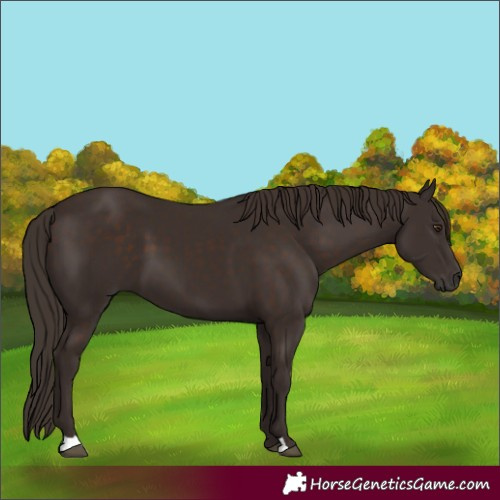 Horse Color:Liver Chestnut 