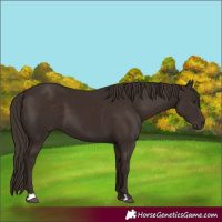 Horse Color:Liver Chestnut 