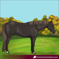 Horse Color:Liver Chestnut 