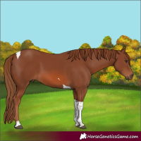 Horse Color:Chestnut Tobiano