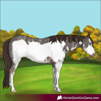 Horse Color:Liver Chestnut Sabino Frame 