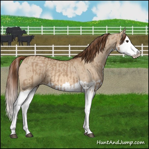 Horse Color:Red Dun Splash and Red Dun Splash