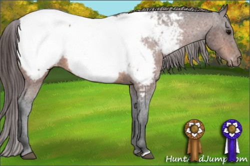 Horse Color:Bay Appaloosa 