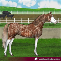 Horse Color:Red Dun Splash  and Chestnut Splash 