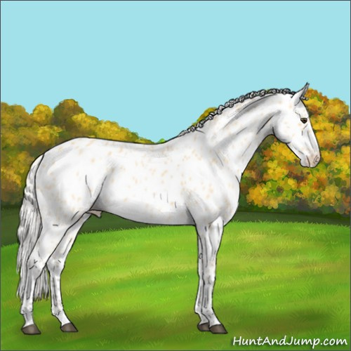 Horse Color:Silver Buckskin Roan Appaloosa 